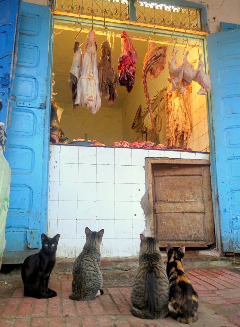 Katten in Essaouira
